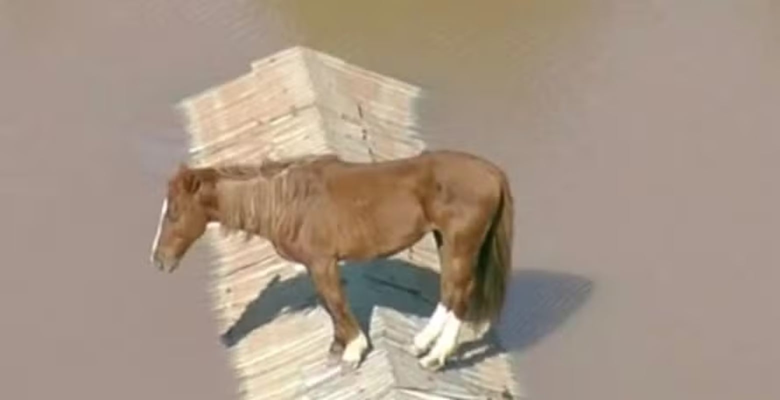 VIDEO: Caballo queda atrapado en el techo de una casa, en medio de las  inundaciones en Brasil