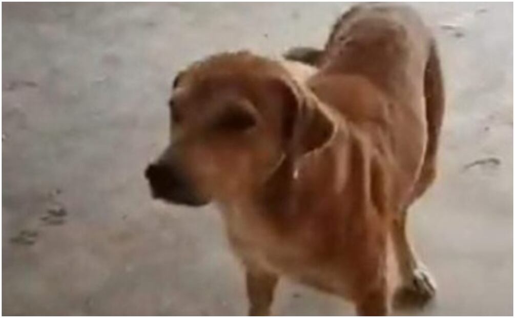 Asesinan a perrito en Yucatán. Foto: Archivo