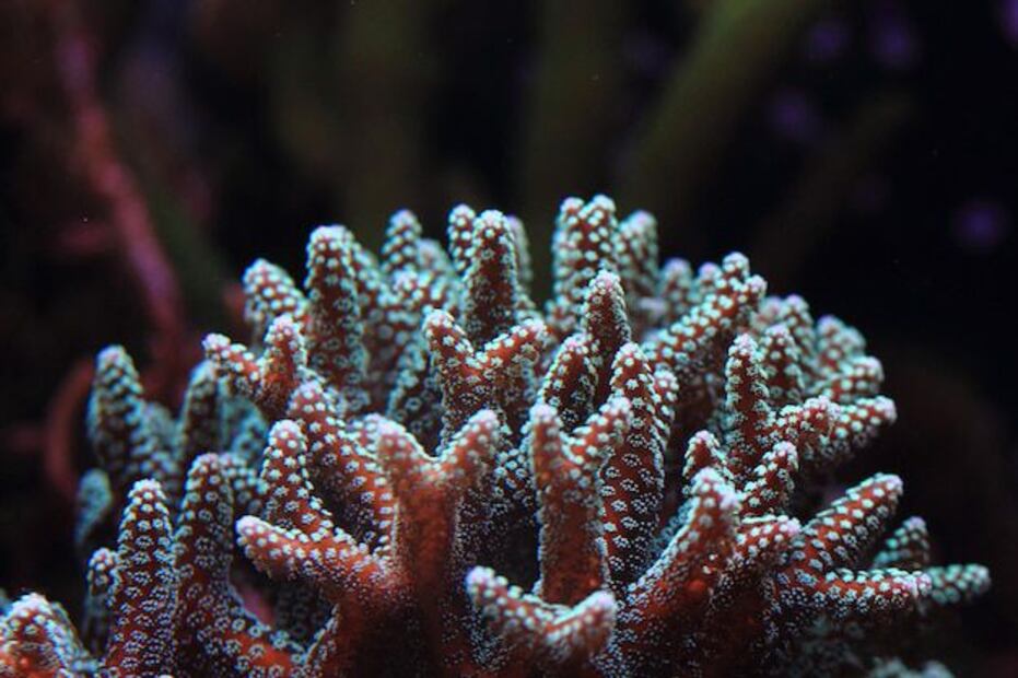 The corals not only embellish the seas, but also create essential habitats for thousands of marine species. Source: Freepik.