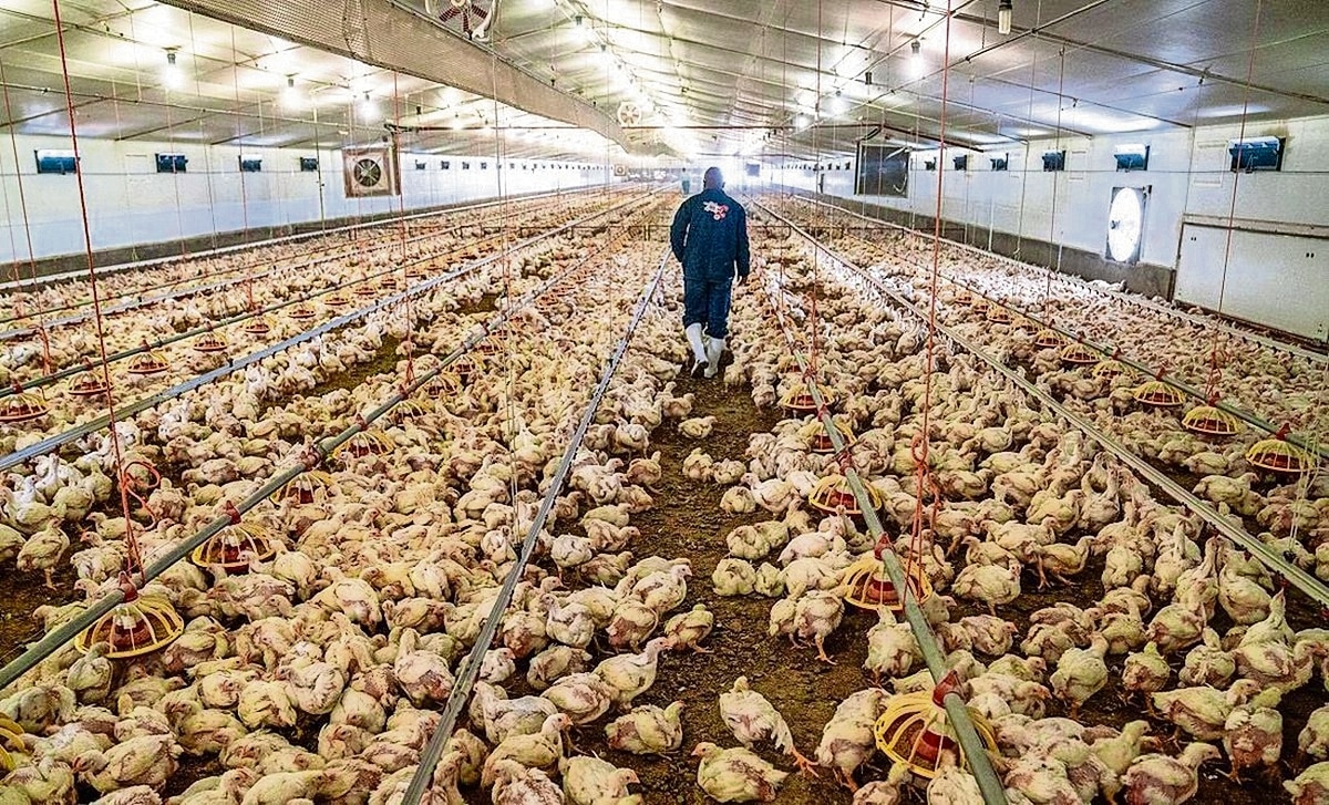 Descartan, por ahora, riesgo de pandemia por gripe aviar H5N1 en EU. Foto: Archivo