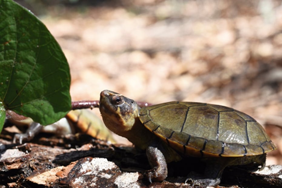 La tortuga casquito de Vallarta se encuentra en ecosistemas como arroyos o charcos que se nutren de lluvias. Foto: Mariana Hernández León