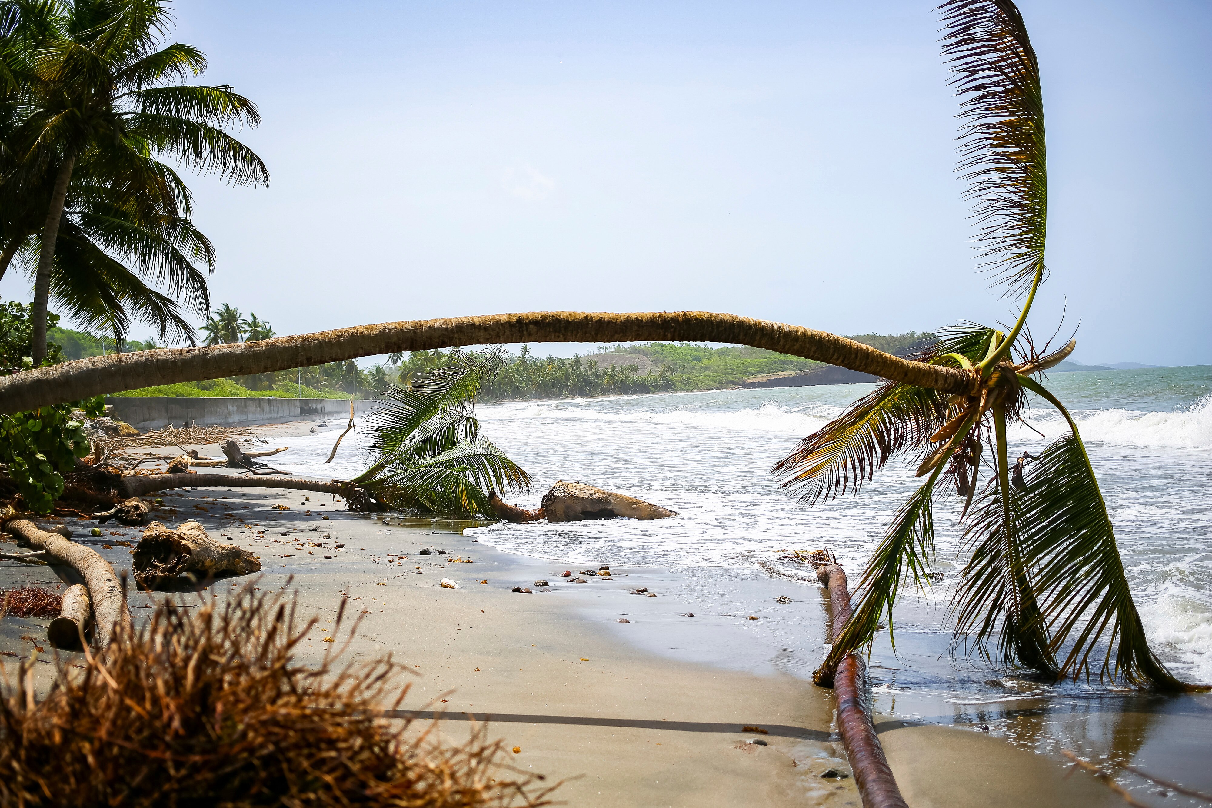 Las palmeras se marchitan después de ser arrancadas por el huracán Beryl. Foto: AP