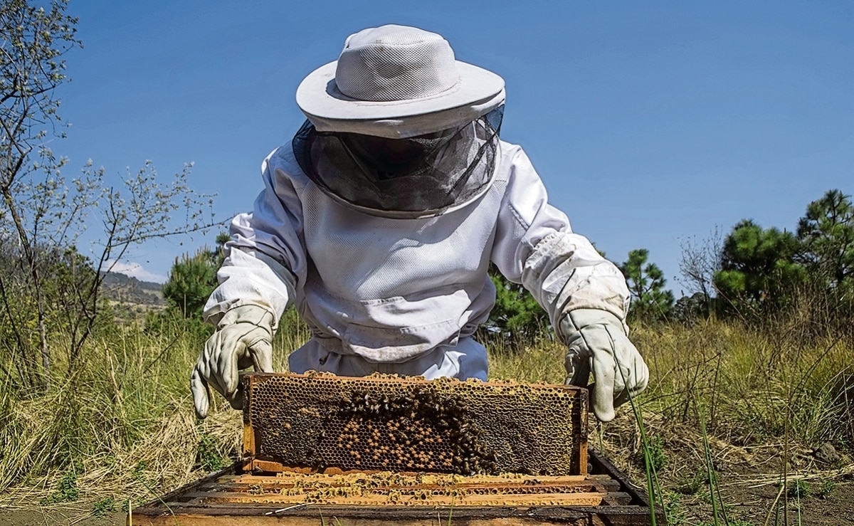 Enrique Jurado posee 18 colmenas en la alcaldía de Milpa Alta, en las que produce miel 100% natural sin azúcares añadidos Foto: Gabriel Pano EL UNIVERSAL