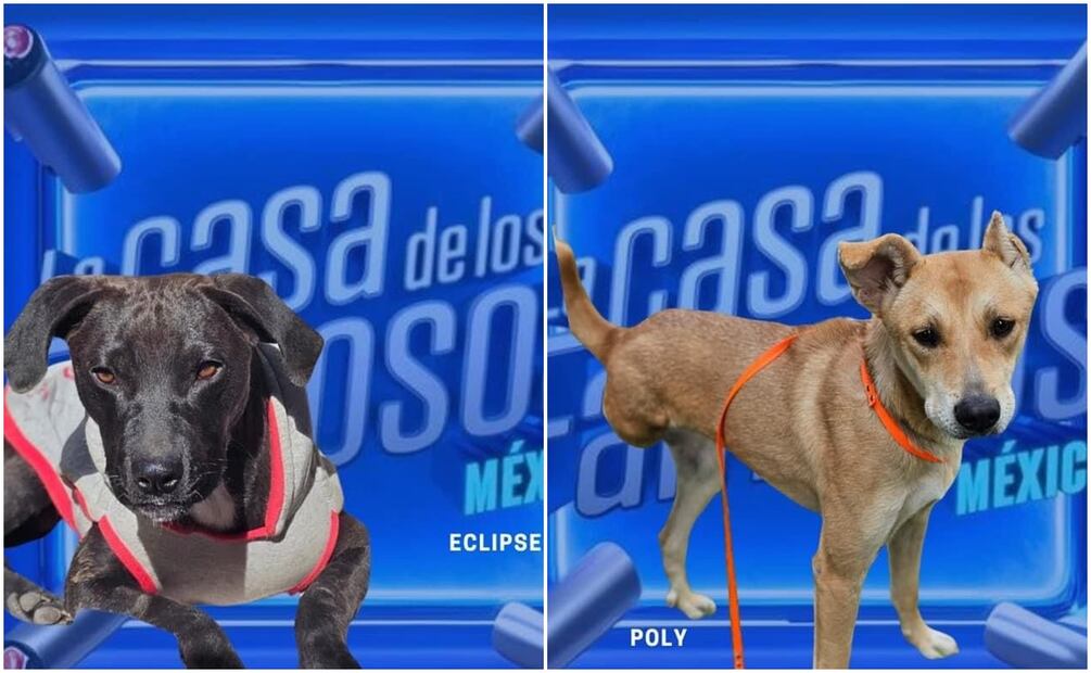 México ocupa el tercer lugar a nivel mundial en casos de maltrato animal, 7 de cada 10 animales domésticos sufren de maltrato. Fotos: Facebook @SerchRescata