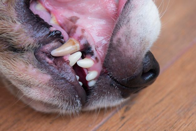 La prevención es clave para mantener la salud bucal de tu perro. Fuente: Freepik.