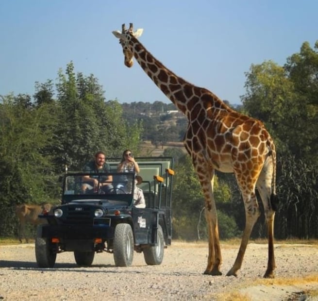 Cuánto cuestan las nuevas experiencias de Africam Safari en 2022