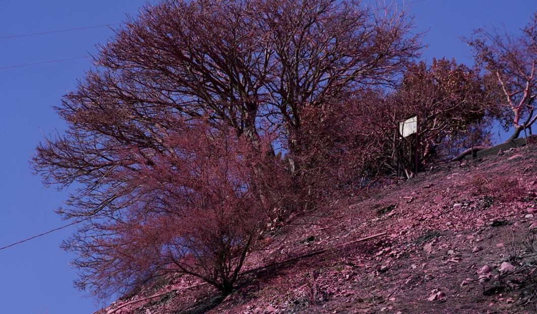 Viviendas en Palisades en Mandeville Canyon son cubiertas con retardante contra los incendios el 13 de enero de 2025 en Los Ángeles. Foto: AP