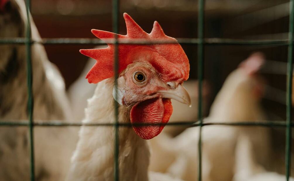 El trabajo de las gallinas ponedoras. Foto: Pexels