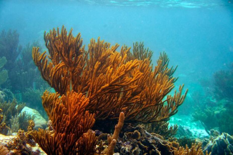 The corals not only embellish the seas, but also create essential habitats for thousands of marine species. Source: Freepik.