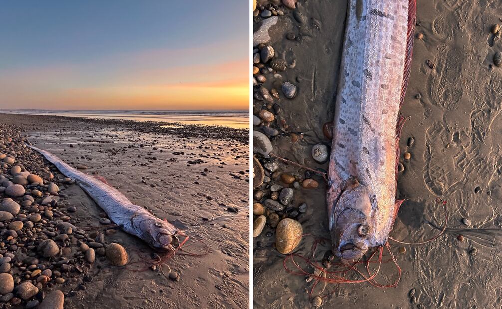 Se encontró otro pez remo en las costas de California. Foto: Scripps Institution of Oceanography