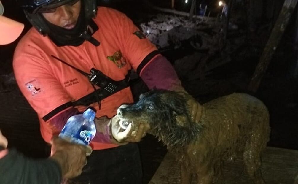 Un perro de compañía fue rescatado vivo de la zona del desastre. Foto: Especial