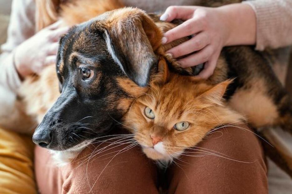 Lejos de ser enemigos, perros y gatos pueden formar una relación basada en el respeto. Fuente: Freepik.