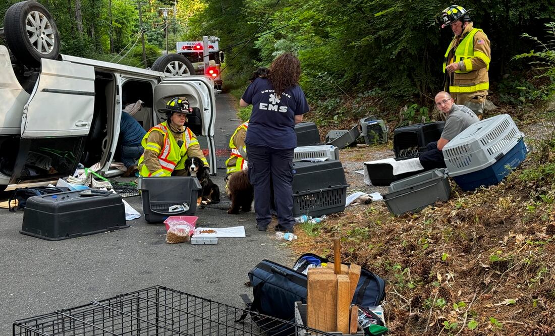 En esta fotografía se muestra la camioneta volcada que llevaba más de una decena de cachorros, en Woodstock, Connecticut. Foto: AP