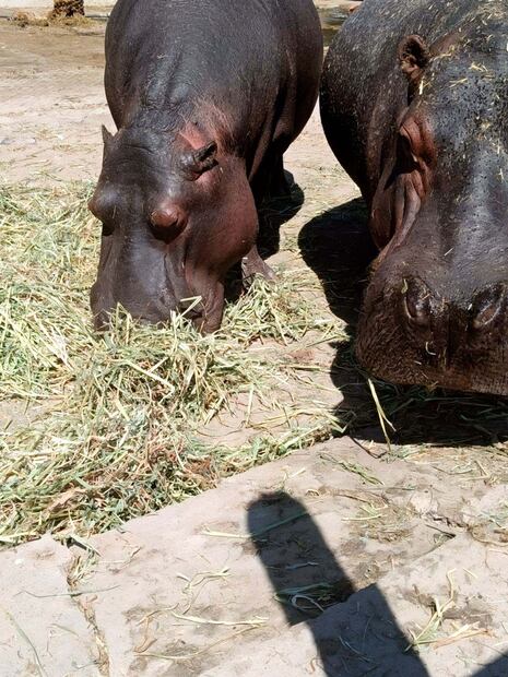 Profepa ordena a zoológico Wameru de Querétaro medidas correctivas. Foto: Especial