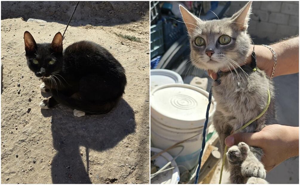 Aseguran a gatitos y perritos víctimas de maltrato animal en Chihuahua. Fueron llevados al veterinario (26/10/2024). Foto: Especial