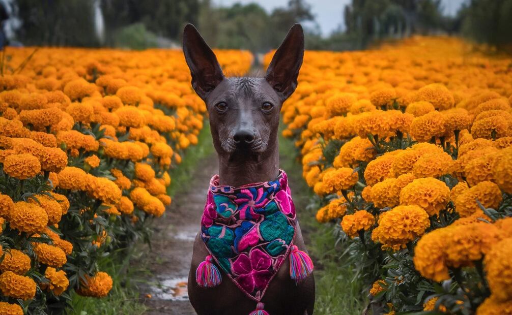 El xoloitzcuintle es un perro originario de México. Foto: Pexels