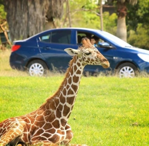 Cuánto cuestan las nuevas experiencias de Africam Safari en 2022