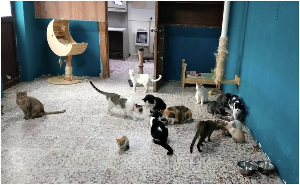 La asociación civil Cat Family Chihuahua A.C fue creada en 2019 y lucha contra el maltrato animal en el estado (28/12/2024). Foto: Especial