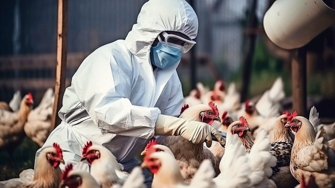 Gallinas ponedoras enfrentan un brote de gripe aviar. Foto: Especial