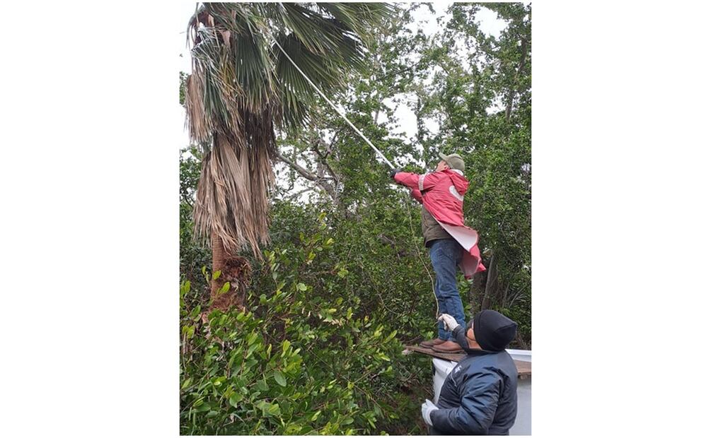 Rescate de iguanas en Tamaulipas (22/01/2025). Foto: Especial