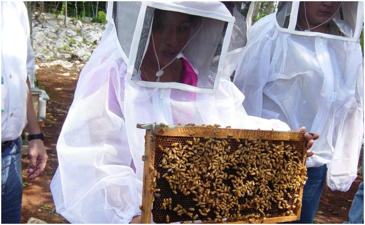 Uso de pesticidas y expansión de ganadería provocan muerte de abejas en  Yucatán; alertan por extinción de especie melipona | El Universal