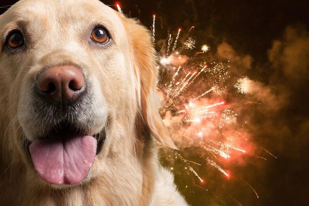 Ayudar a tu perro a superar el miedo a los fuegos artificiales puede requerir tiempo. Fuente: Freepik.