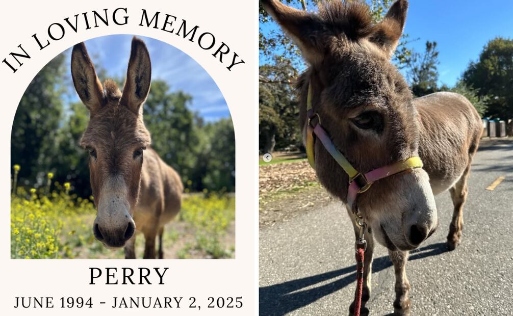 El burro Perry, que sirvió de inspiración para el carismático personaje de "Burro" en la película Shrek (2001), murió a los 30 años de edad el 2 de enero de 2025.
<p>Foto: Captura de pantalla en Instagram.