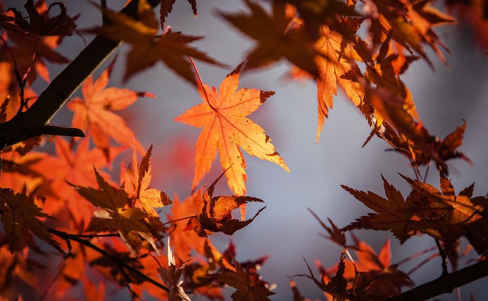 El equinoccio de otoño también beneficia a la siembra y cultivos. Foto: Pixabay