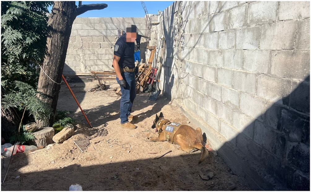 En varias inspecciones este 26 de octubre, aseguraron a mascotas víctimas de maltrato animal en Ciudad Juárez, Chihuahua. Foto: Especial