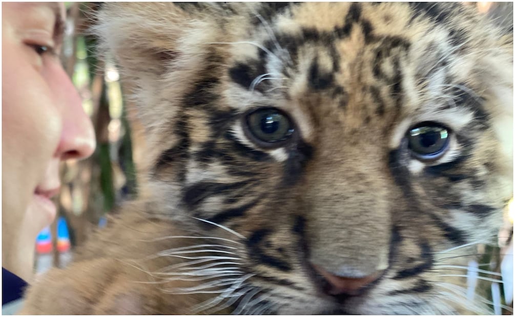 El cachorro de tigre ya alcanzó los cuatro kilos de peso (26/12/2024). Foto: Oficial