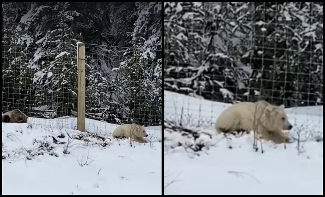 Un raro oso grizzly blanco, captado por primera vez en video