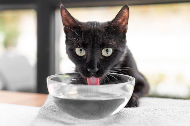 Consejos de cómo proteger a tu gato del calor. Fuente: Freepik.