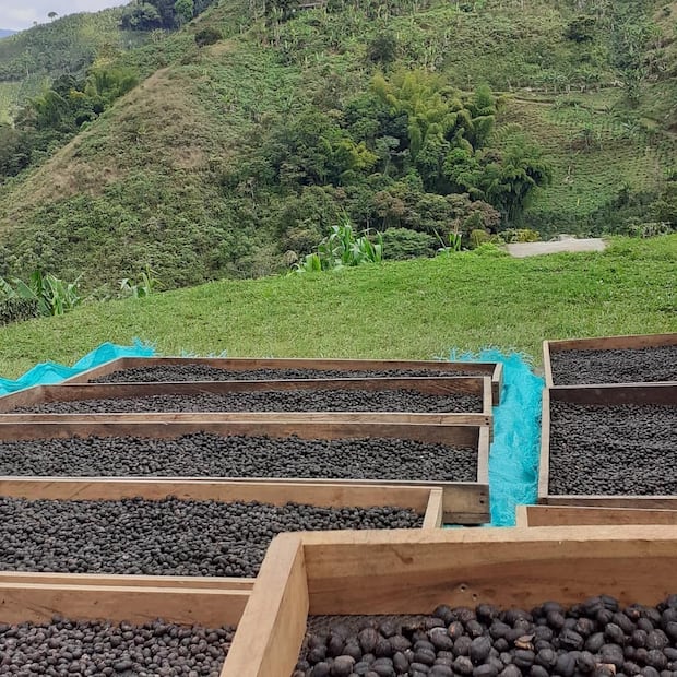 El impacto va a depender tanto del nivel de los nuevos aranceles como de la capacidad del país sudamericano para colocar sus productos en otros mercados. Foto: @cafefincalahermosa