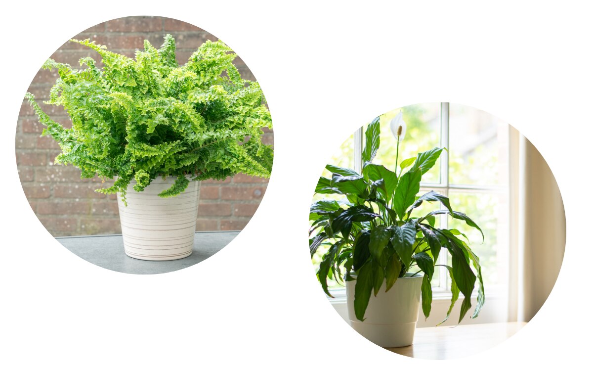 Plantas que ayudan a prevenir el moho.
Foto: Pixabay