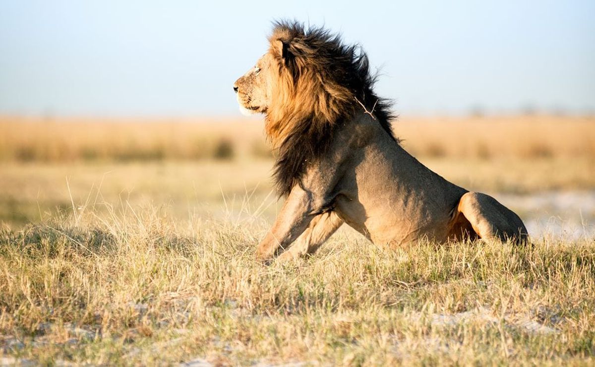 Elefante mata a cazador y su cuerpo es devorado por leones en África